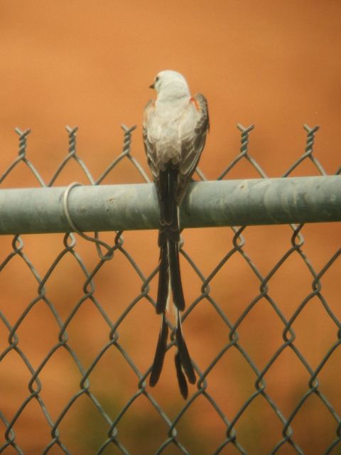 Scissor-tailed Flycatcher